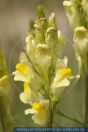 Linaria vulgaris, Gemeines Leinkraut, Yellow Toadflax  