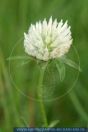 Trifolium repens, Kriechender Klee / Lämmer-Klee / Weiss-Klee, Dutch clover / Honeysuckle clover / Ladino clover / White Clover / White Dutch clover 