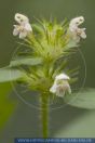 Galeopsis tetrahit, Stechender Hohlzahn, Common hempnettle, dog nettle, bee nettle, wild hemp, flowering nettle, ironweed, brittlestem hempnettle 