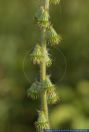 Agrimonia eupatoria, Gewoehnlicher Odermennig, Agrimony / Cocklebur / Sticklewort / Stickwort 