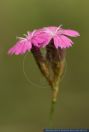 Dianthus carthusianorum, Karthaeuser-Nelke, Clusterhead, clusterhead pink, Carthusian pink 