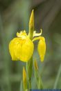 Iris pseudacorus, Wasser-Schwertlilie, Yellow Flag  