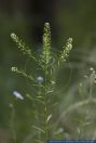 Lepidium virginicum, Virginische Gartenkresse, Common Peppergrass  