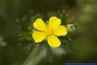 Potentilla argentea, Silber-Fingerkraut, Cinquefoil silvery  