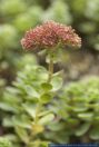 Sedum anacampseros,Hylotelephium anacampseros, Rundblaettrige Fetthenne, Love Restorer  