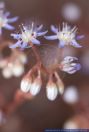 Sedum caeruleum, Blauer Mauerpfeffer, Azure Stonecrop  