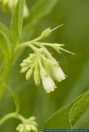 Symphytum officinale ssp. bohemicum, Gemeiner Beinwell, Comfrey  