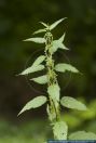 Urtica dioica ssp. dioica, Grosse Brennnessel, Stinging nettle, Common stinging nettle 