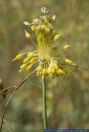Allium flavum, Gelber Lauch, Small yellow onion  
