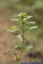 Amaranthus albus, Weisser Fuchsschwanz, Prostrate pigweed  