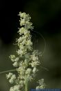 Chenopodium album ssp pedunculare, Weisser Gaensefuss, Common Lambsquarters  