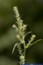 Corispermum leptopterum, Schmalfluegeliger Wanzensame, Bugseed  