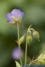 Geranium pratense, Wiesen-Storchschnabel, Meadow crane's bill / Meadow Cranesbill 