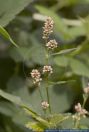 Persicaria maculosa, Floh-Knoeterich, Redshank  