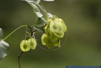 Ptelea trifoliata, Klee-Ulme, Common hoptree  