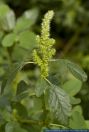 Amaranthus powellii, Gruenaehriger Amaranth, Green Amaranth, Powell Amaranth, Powell Pigweed, Powell&Acirc;&acute;s Amaranth, Powell&Acirc;&acute;s Smooth Amaranth, Powell's Amaranth, Powell's Smooth Amaranth, Powells Amaranth, Sticky Amaranth 