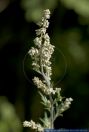 Artemisia vulgaris, Gewoehnlicher Beifuss, Gemeiner Beifuss, Mugwort, Common wormwood  