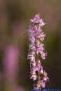 Calluna vulgaris, Besenheide, Heidekraut, Heather, Heather Flower, Ling, Red-Heath, Scotch Heather, Scots Heather 