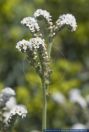 Heliotropium europaeum, Europaeische Sonnenwende, Barooga-Weed, Caterpillar-Weed, European Heliotrope, European Turnsole, Heliotrope, Hemp-Agrimony 