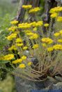 Sedum reflexum, Tripmadam,Felsen-Mauerpfeffer,Felsen-Fetthenne, Reflexed stonecrop, Jenny's stonecrop, Crooked yellow stonecrop 