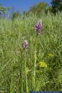 PFFT6504 Orchis militaris<br>
