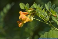 Colutea arborescens,Gelber Blasenstrauch,Common bladder senna