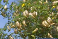Colutea arborescens,Gelber Blasenstrauch,Common bladder senna