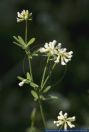 Dorycnium herbaceum,Krautiger Backenklee,Herb Canary Clover