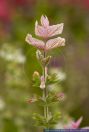 Salvia viridis,Buntschopfsalbei,Annual Clary,Orval