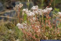 Sedum album,Weisse Fetthenne,White stonecrop,Small houseleek