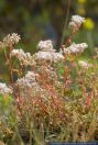 Sedum album,Weisse Fetthenne,White stonecrop,Small houseleek