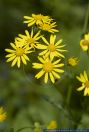 Senecio aquaticus,Wasser-Greiskraut,Marsh Ragwort