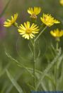 Senecio paludosus,Sumpf-Greiskraut,Fen Ragwort