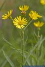 Senecio paludosus,Sumpf-Greiskraut,Fen Ragwort