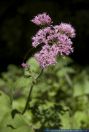 Adenostyles alliariae,Grauer Alpendost,Common Adenostyles