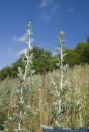 Artemisia absinthium,Wermut,Wormwood