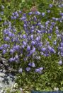 Campanula cochleariifolia,Zwerg-Glockenblume,Fairies Thimbles