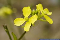 Diplotaxis muralis,Mauer-Doppelsame,Annual Wall-rocket