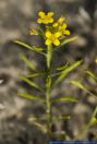 Diplotaxis tenuifolia,Schmalblaettriger Doppelsame, Wilder Ruccola,Perennial wallrocket, Sandrocket