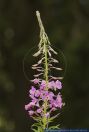 Epilobium angustifolium()