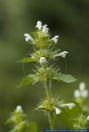 Galeopsis tetrahit,Stechender Hohlzahn,Common hempnettle,dog nettle,bee nettle,wild hemp,flowering nettle,ironweed,brittlestem hempnettle