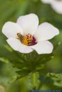Hibiscus trionum,Stundenblume,Flower-of-an-Hour