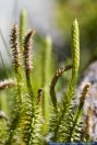 Lycopodium annotinum,Sprossender Baerlapp,Common club-moss