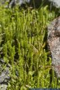 Lycopodium annotinum,Sprossender Baerlapp,Common club-moss