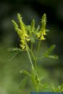 Melilotus officinalis,Echter Steinklee,Gewoehnlicher Steinklee,Honigklee,Schotenklee,Steinklee,Common Melilot