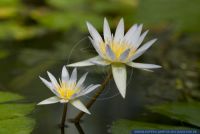 Nymphea x daubenyana,Seerose,Water Lily