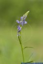 Polygala vulgaris,Gewoehnliches Kreuzbluemchen,Common milkwort