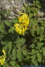 Pseudofumaria lutea,Gelber Lerchensporn,Yellow corydalis Rock fumewort