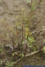 Rorippa palustris,Gewoehnliche Sumpfkresse,Bog yellowcress