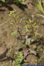 Rorippa palustris,Gewoehnliche Sumpfkresse,Bog yellowcress